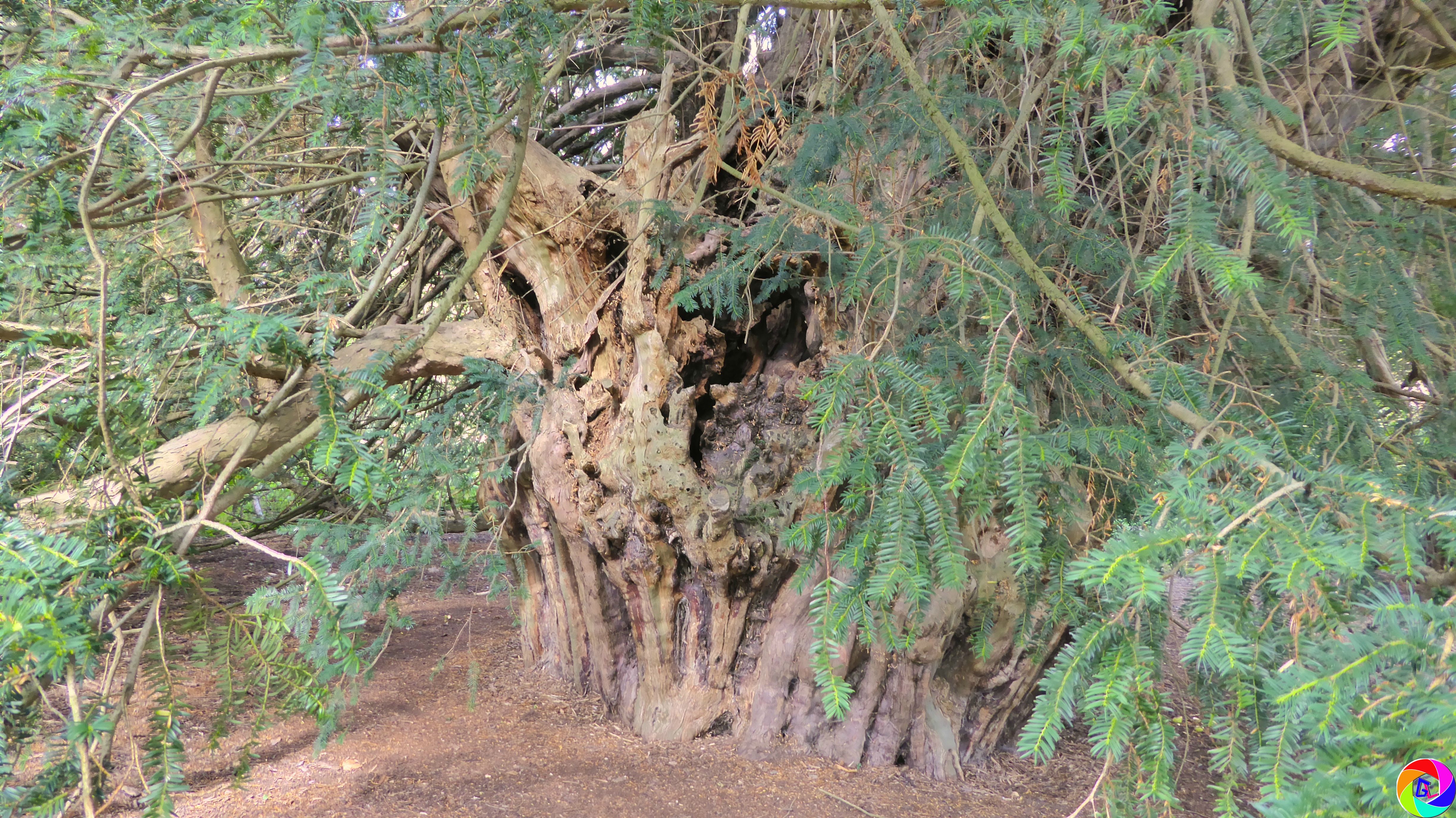 Designated as 'one of 50 great British trees' in 2002